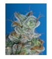 Burmese Kush 10 u. reg. T.H. Seeds