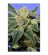 Kushage 10 u. reg. T.H. Seeds