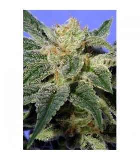 Kushage 10 u. reg. T.H. Seeds