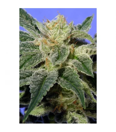 Kushage 10 u. reg. T.H. Seeds