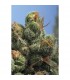 PG - 13 - 10 u. Reg. T.H. Seeds - DESCATALOGADA