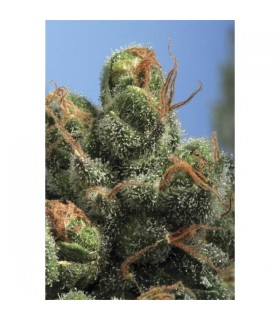 PG - 13 - 10 u. Reg. T.H. Seeds - DESCATALOGADA