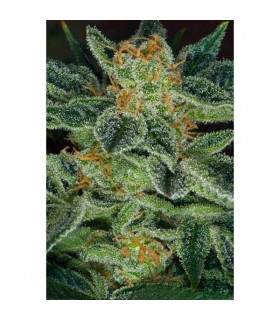 Skunk XXX - 10 u. Reg. T.H. Seeds