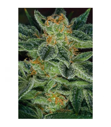 Skunk XXX - 10 u. Reg. T.H. Seeds