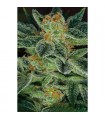 Skunk XXX - 10 u. Reg. T.H. Seeds