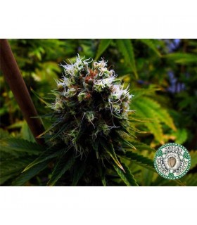 Citralah 10 u. reg. Soma Seeds