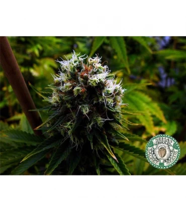 Citralah 10 u. reg. Soma Seeds