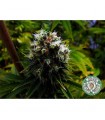 Citralah 10 u. reg. Soma Seeds