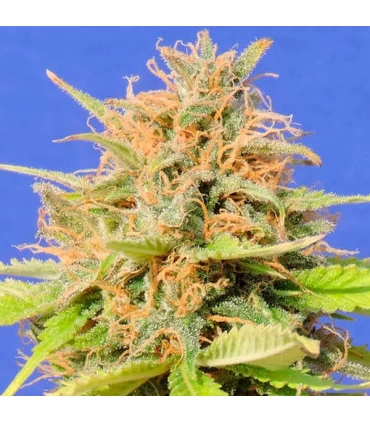 Auto Girl Scout Cookies - Original Sensible.