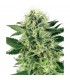 Northern Lights 10 u. fem. White Label