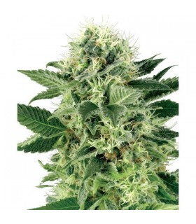 Northern Lights 10 u. fem. White Label