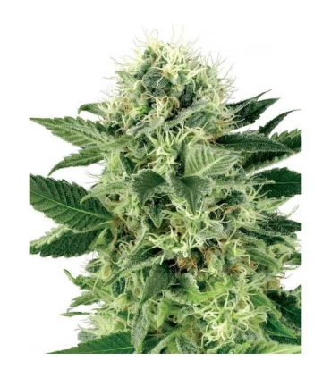 Northern Lights 10 u. fem. White Label
