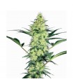 White Diesel 10 u. fem. White Label