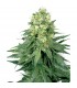 White Widow 10 u. fem. White Label