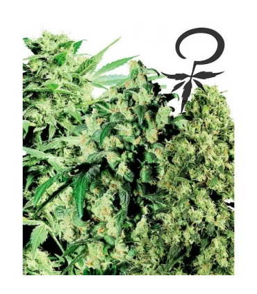 Female Mix - White Label