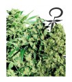 Female Mix - White Label