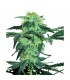 White Ice  5 u. fem. White Label
