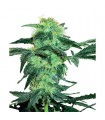 White Ice  5 u. fem. White Label