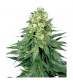 White Widow  5 u. fem. White Label