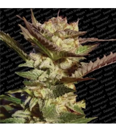 Durga Mata  5 u. reg. Paradise Seeds