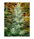 Auto Lowryder n2 -  Seedsman