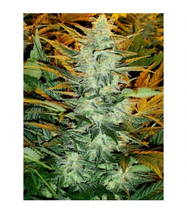 Auto Lowryder n2 -  Seedsman