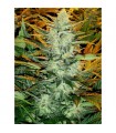 Auto Lowryder n2 -  Seedsman