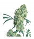 Ed Rosenthal Super Bud. 10 u. reg. Sensi Seeds