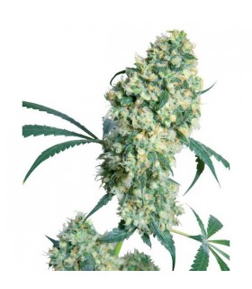 Ed Rosenthal Super Bud. 10 u. reg. Sensi Seeds