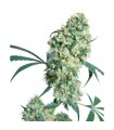 Ed Rosenthal Super Bud. 10 u. reg. Sensi Seeds