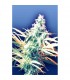 Titan´s Haze 10 u. reg. Flying Dutchmen