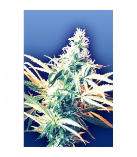 Titan´s Haze 10 u. reg. Flying Dutchmen