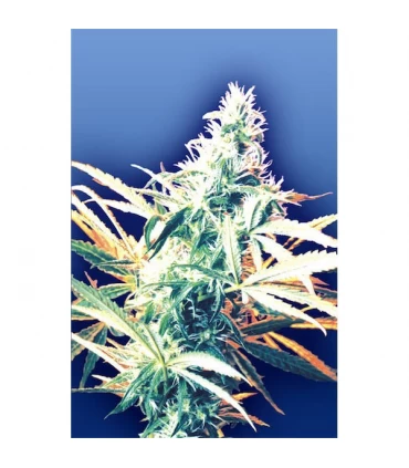Titan´s Haze 10 u. reg. Flying Dutchmen