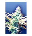 Titan´s Haze 10 u. reg. Flying Dutchmen