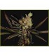 Amethyst Bud 10 u. reg. Soma Seeds
