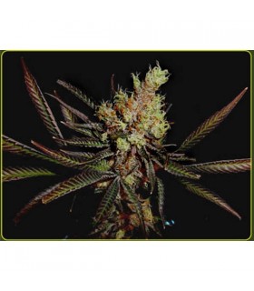 Amethyst Bud 10 u. reg. Soma Seeds