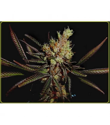 Amethyst Bud 10 u. reg. Soma Seeds