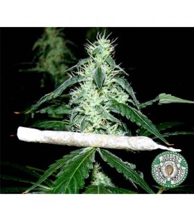 Hash Heaven 10 u. reg. Soma Seeds
