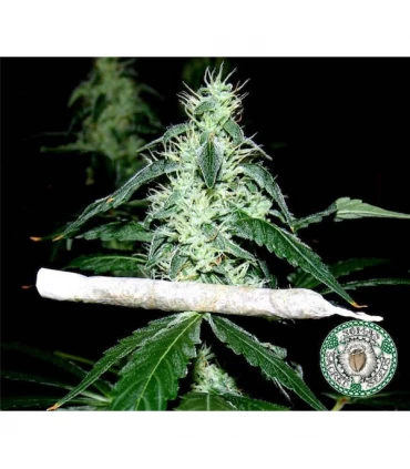 Hash Heaven 10 u. reg. Soma Seeds