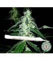 Hash Heaven 10 u. reg. Soma Seeds