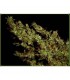 Haze Heaven 10 u. reg. Soma Seeds