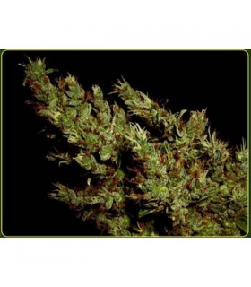Haze Heaven 10 u. reg. Soma Seeds