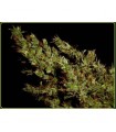 Haze Heaven 10 u. reg. Soma Seeds