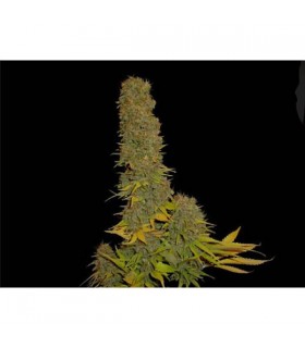 Kahuna 9 - 10 u. reg. Soma Seeds