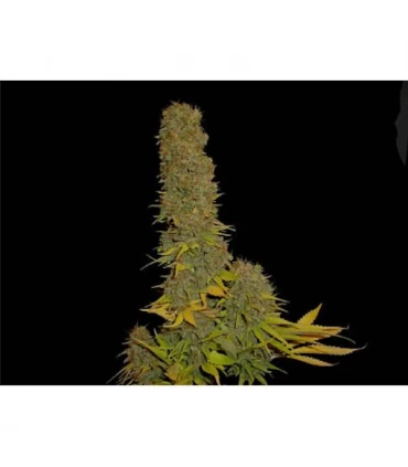 Kahuna 9 - 10 u. reg. Soma Seeds