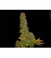 Kahuna 9 - 10 u. reg. Soma Seeds