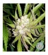 Sogouda 10 u. reg. Soma Seeds