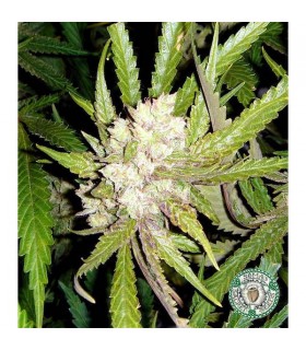 Sogouda 10 u. reg. Soma Seeds