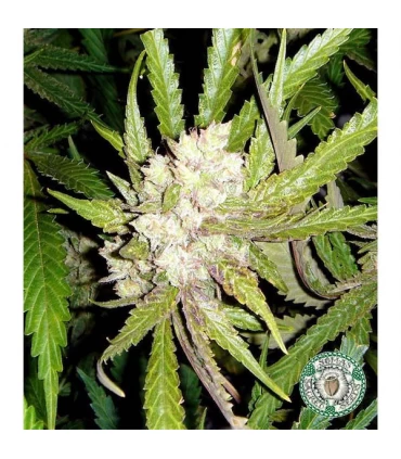 Sogouda 10 u. reg. Soma Seeds