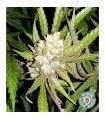 Sogouda 10 u. reg. Soma Seeds